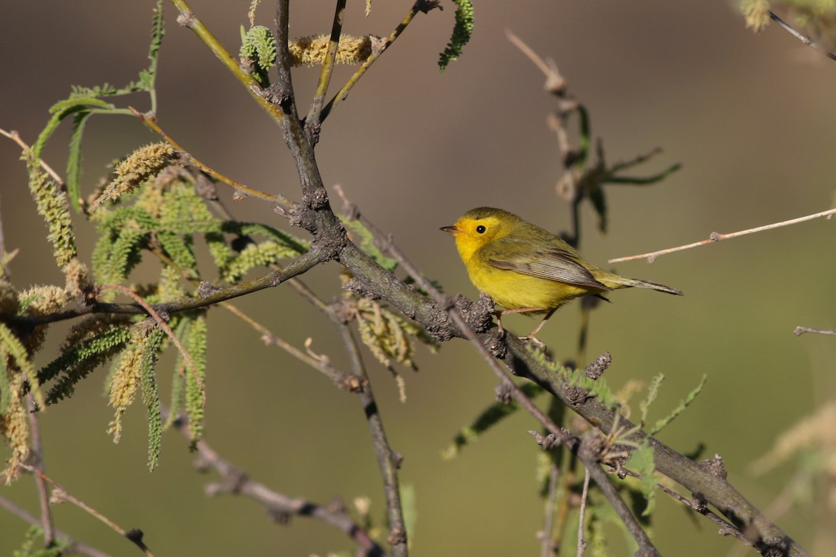 lesňáček čepičatý - ML636525864