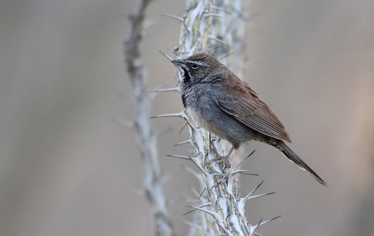 Five-striped Sparrow - ML636525870
