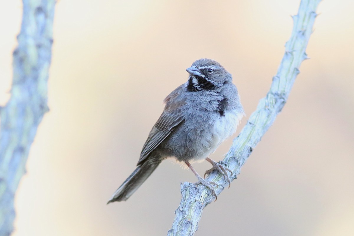 Five-striped Sparrow - ML636525872