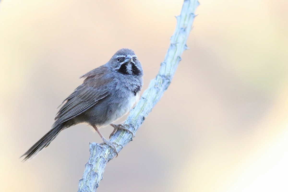 Five-striped Sparrow - ML636525883