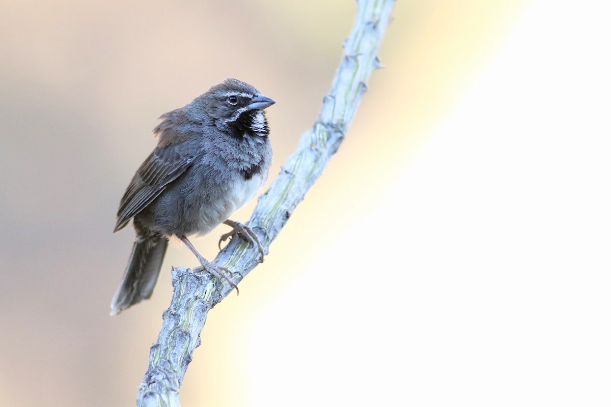 Five-striped Sparrow - ML636525886