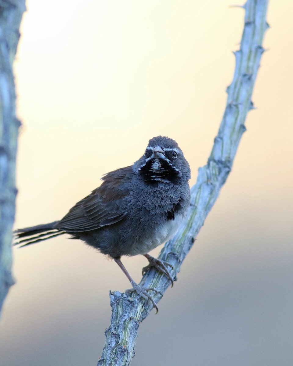 Five-striped Sparrow - ML636525892