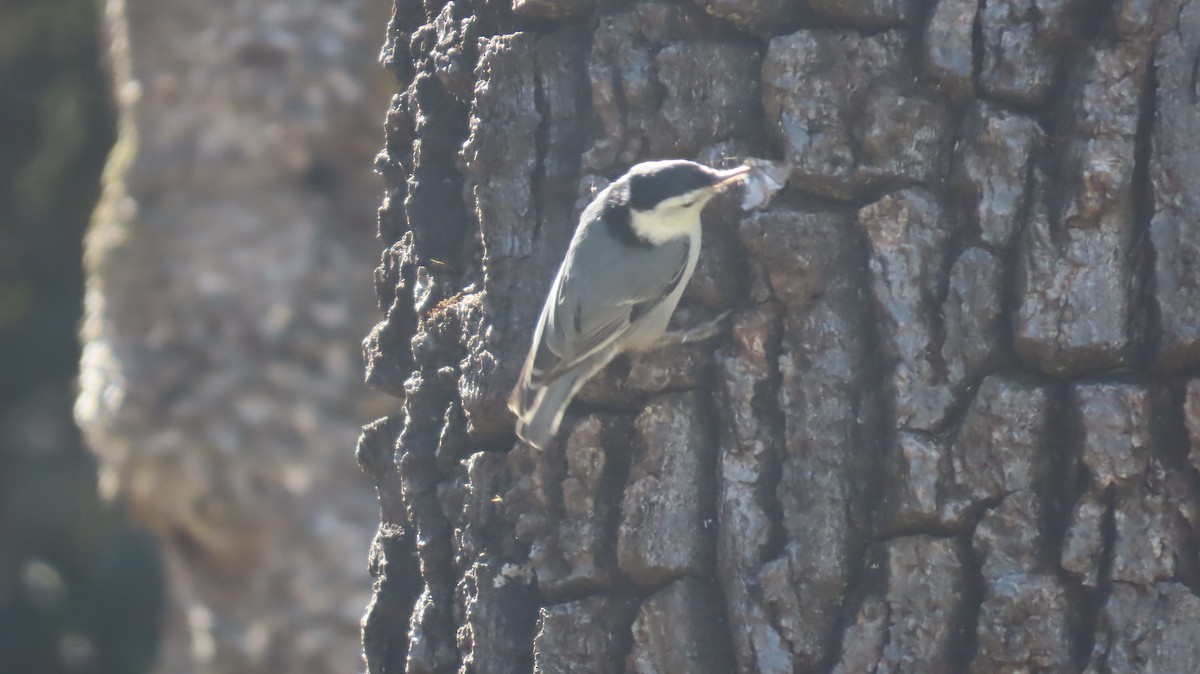 White-breasted Nuthatch - ML636525941
