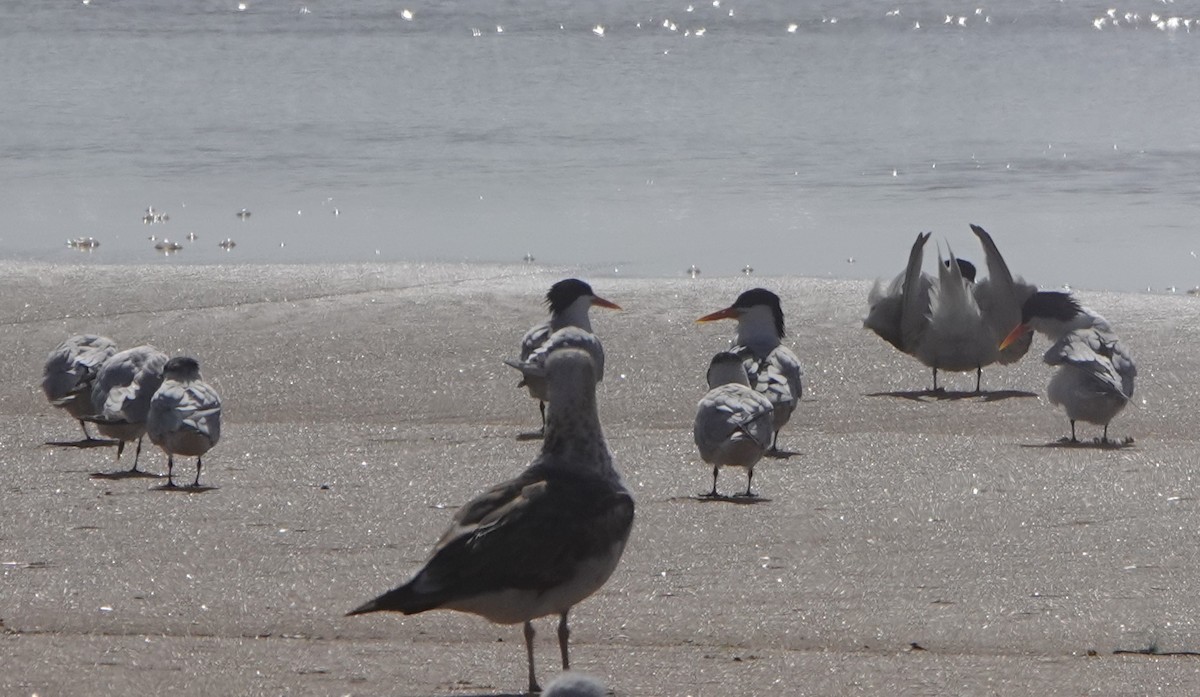 West African Crested Tern - ML636526008
