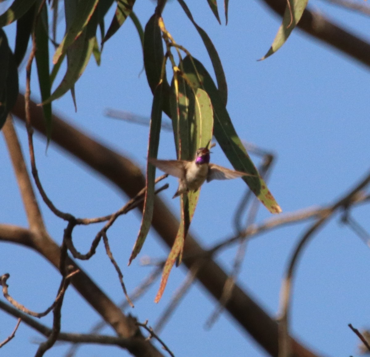 Costa's Hummingbird - ML636526030