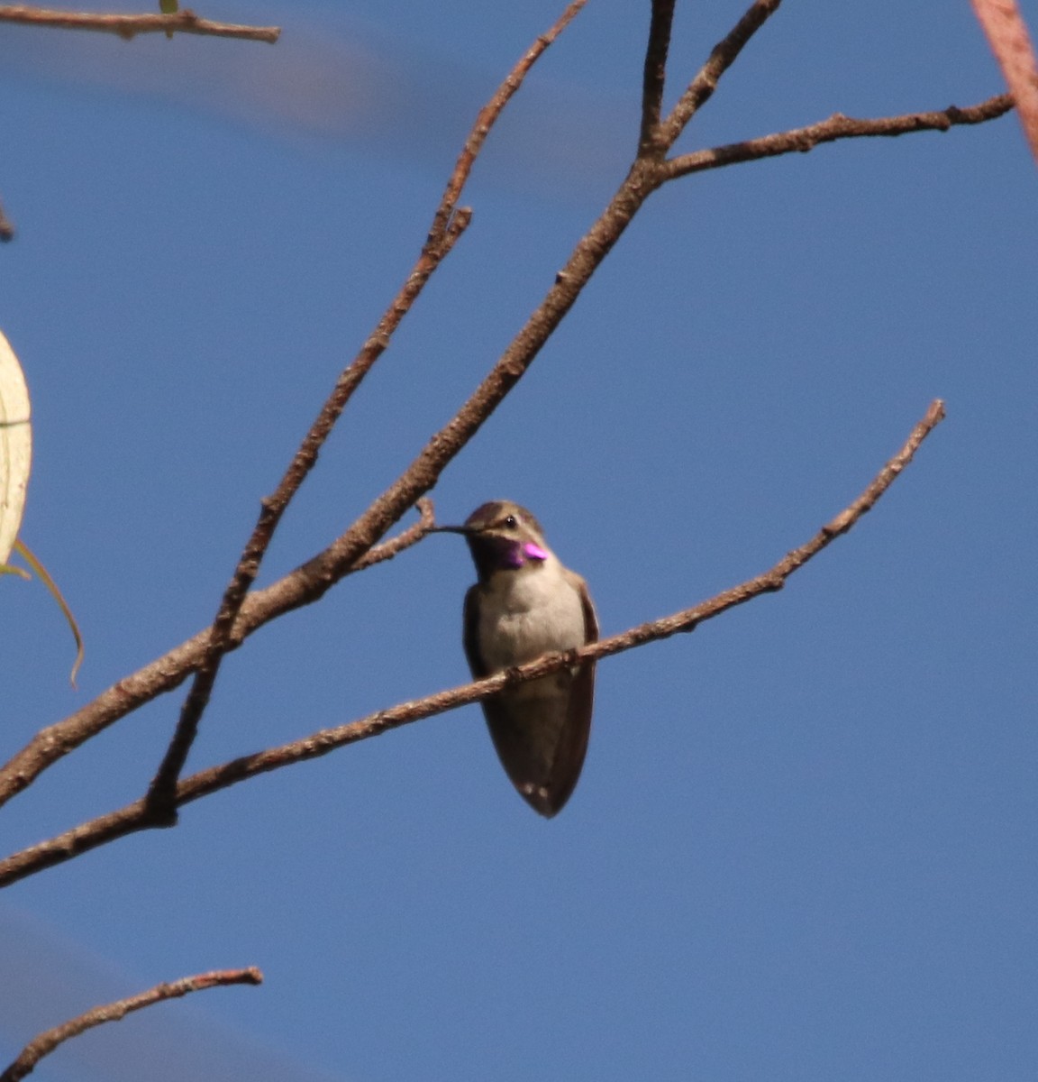 Costa's Hummingbird - ML636526032