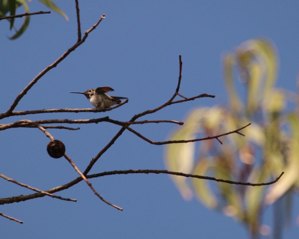 Costa's Hummingbird - ML636526035