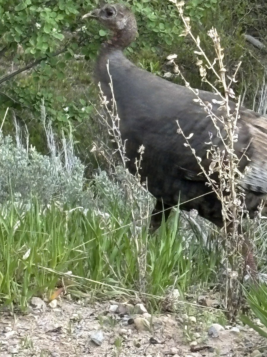 Wild Turkey - ML636526102