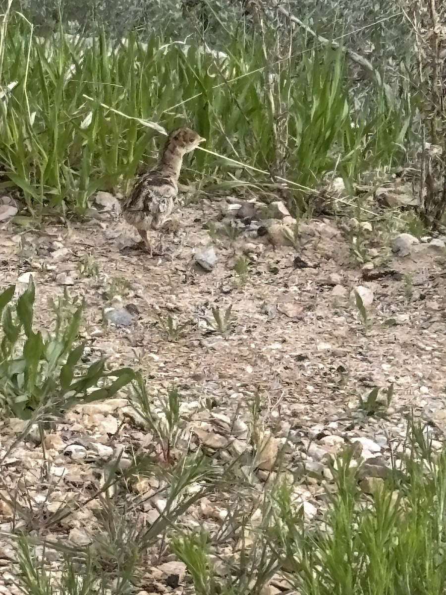 Wild Turkey - ML636526103