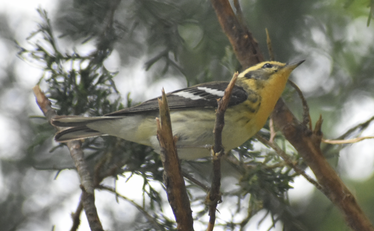 Blackburnian Warbler - ML636526170