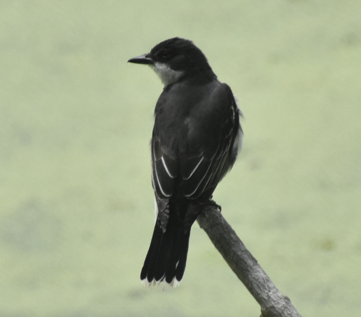 Eastern Kingbird - ML636526181