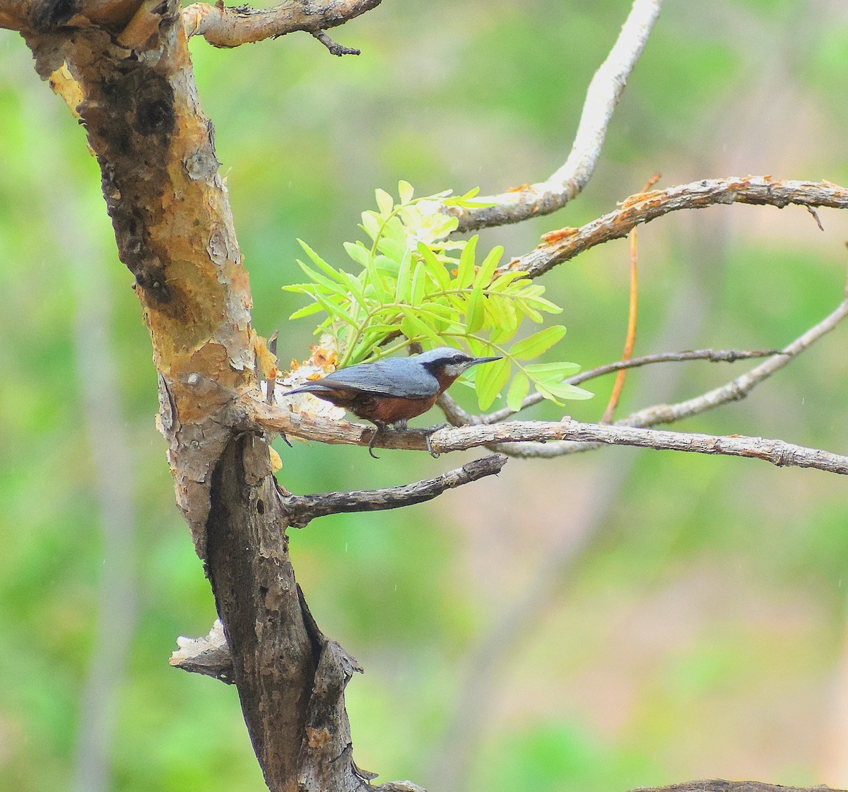 Indian Nuthatch - ML636526194