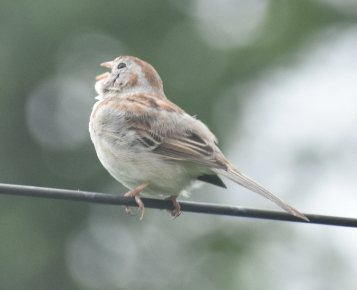 Field Sparrow - ML636526206