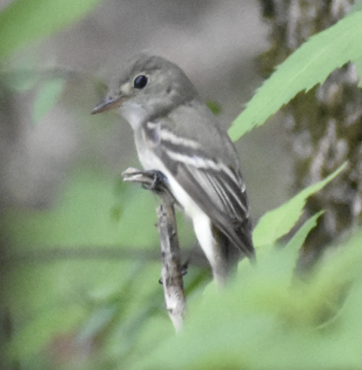 Acadian Flycatcher - ML636526214