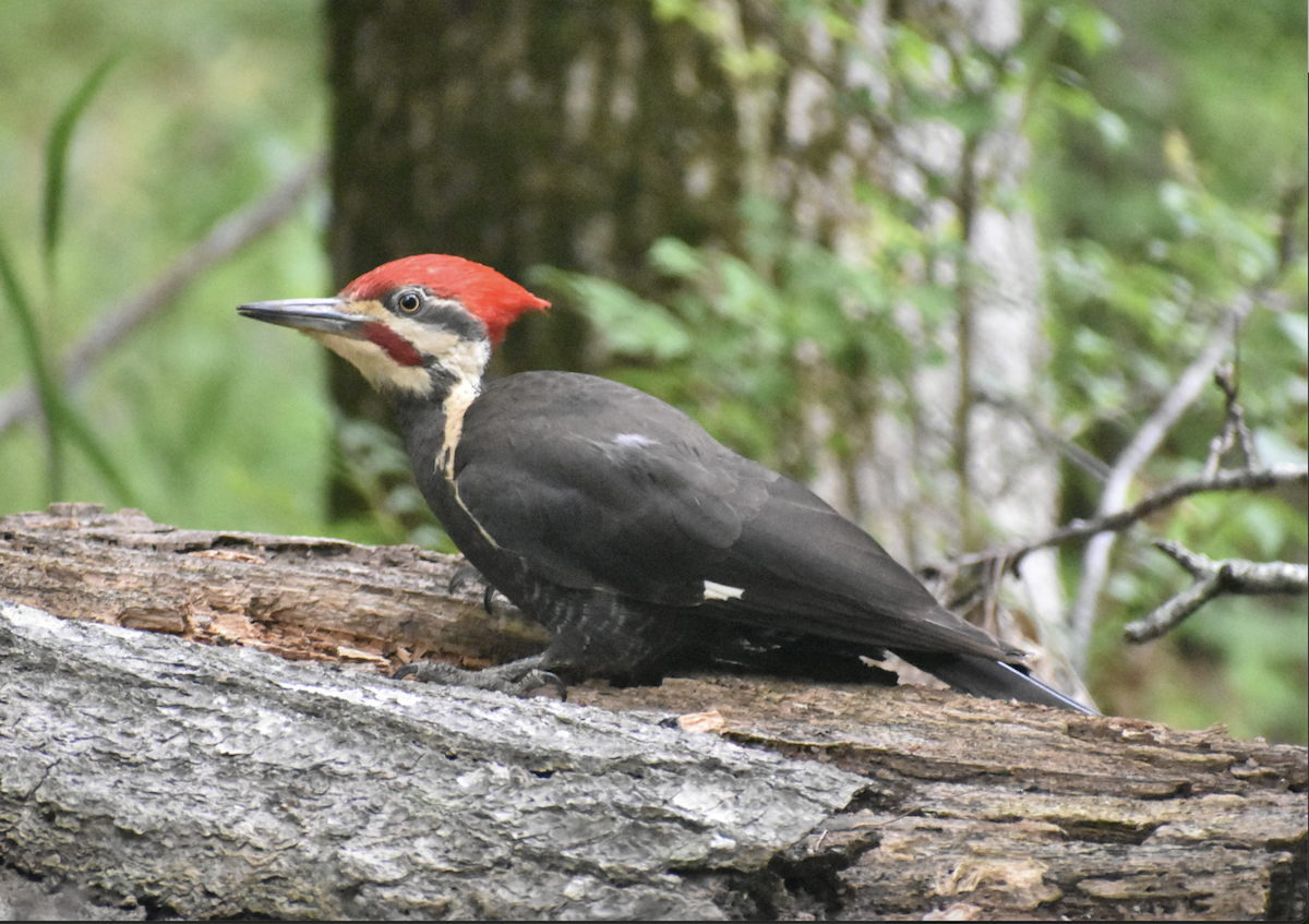Pileated Woodpecker - ML636526232