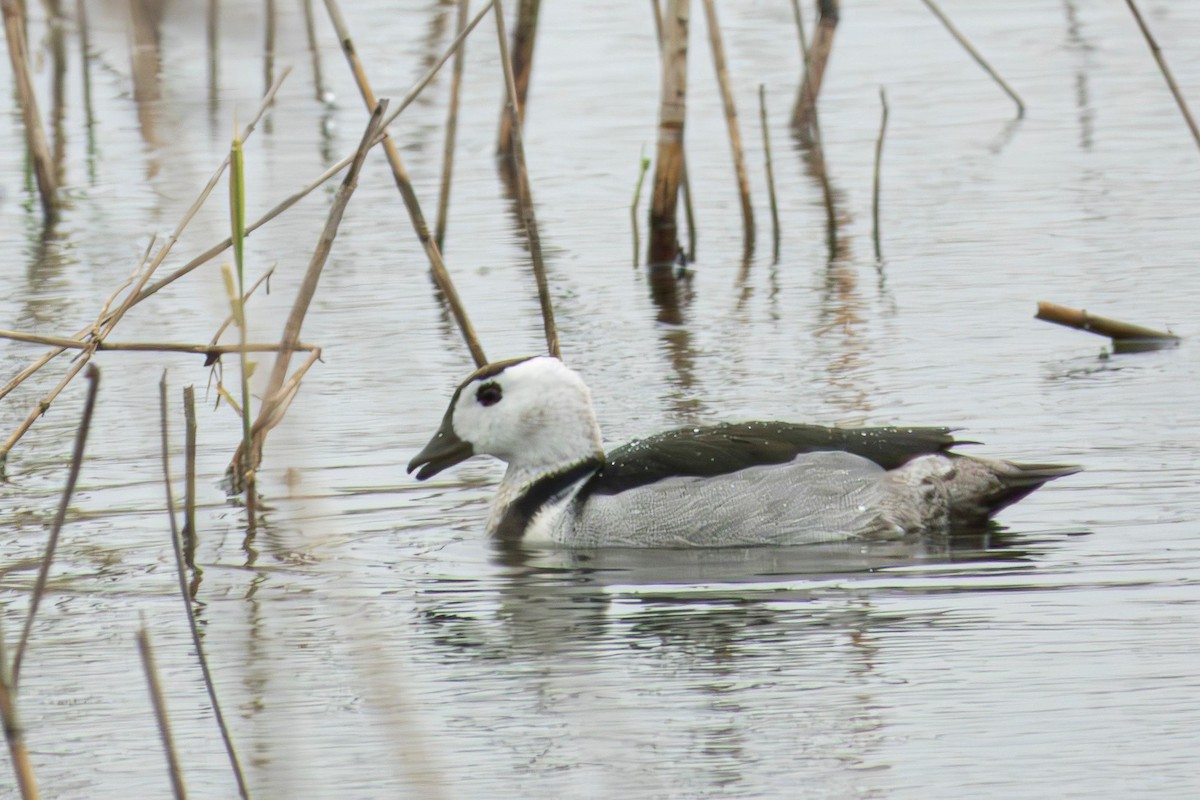 Cotton Pygmy-Goose - ML636526262