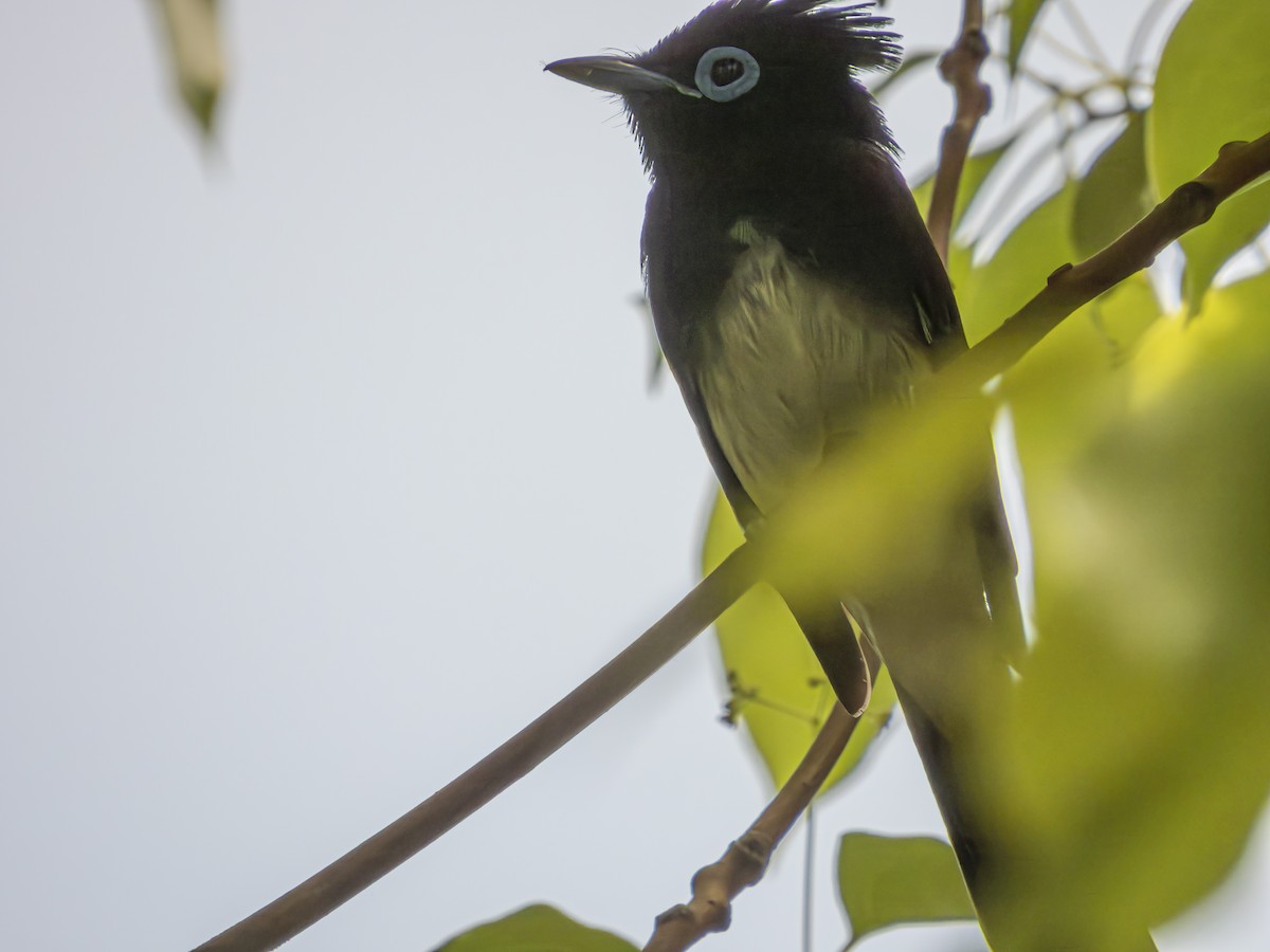 Black Paradise-Flycatcher - ML636526289