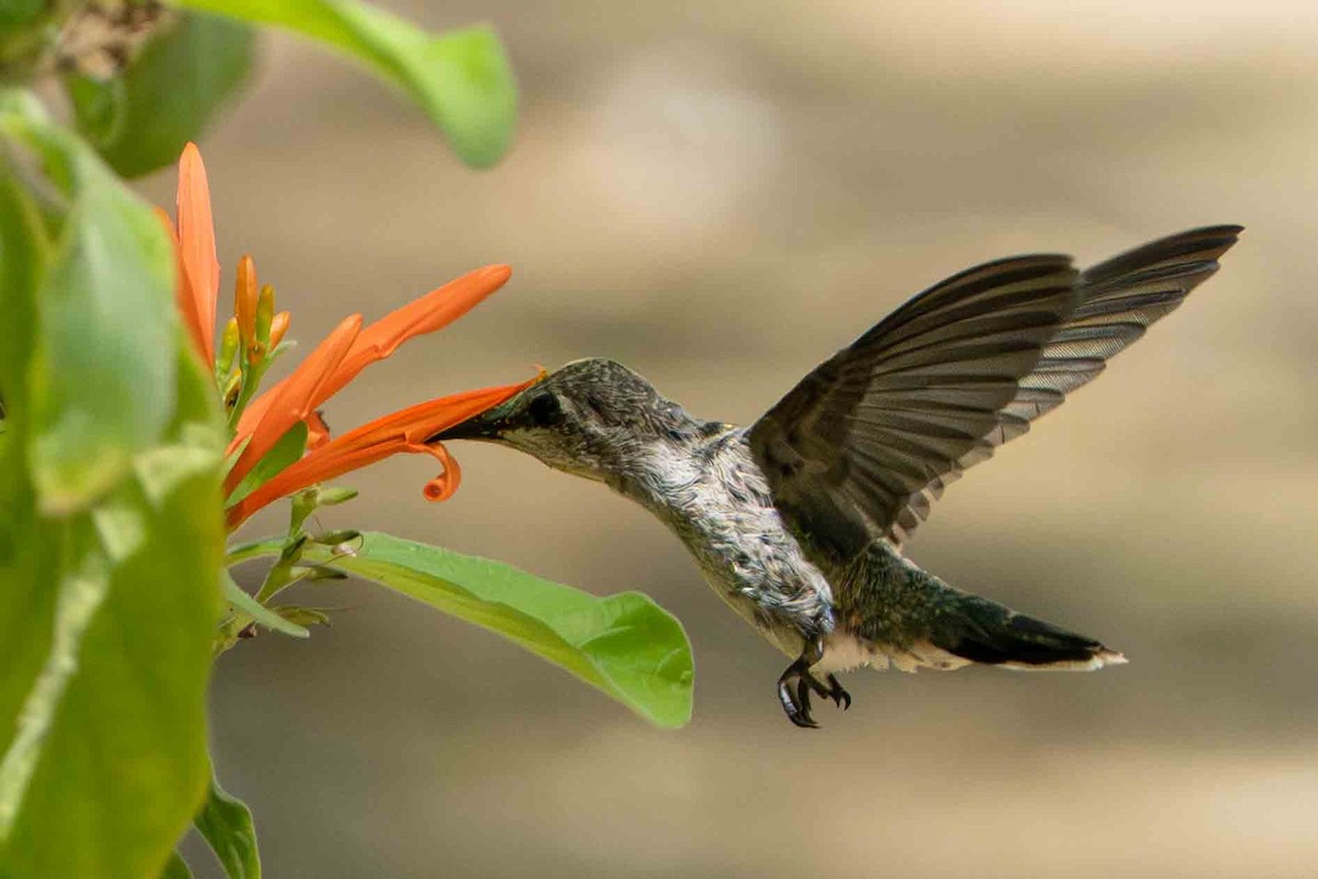 Anna's Hummingbird - ML636526334