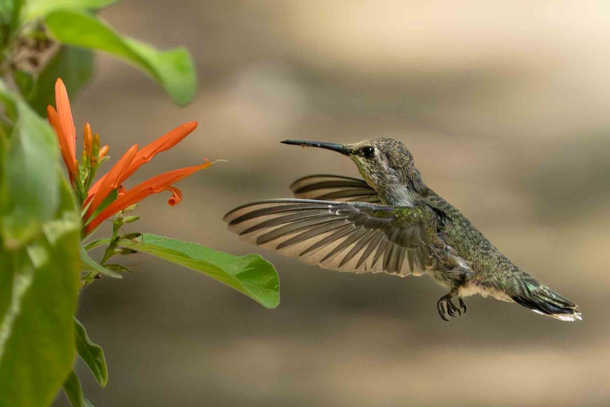 Anna's Hummingbird - ML636526335