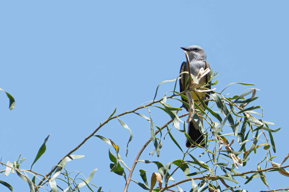 Western Kingbird - ML636526338