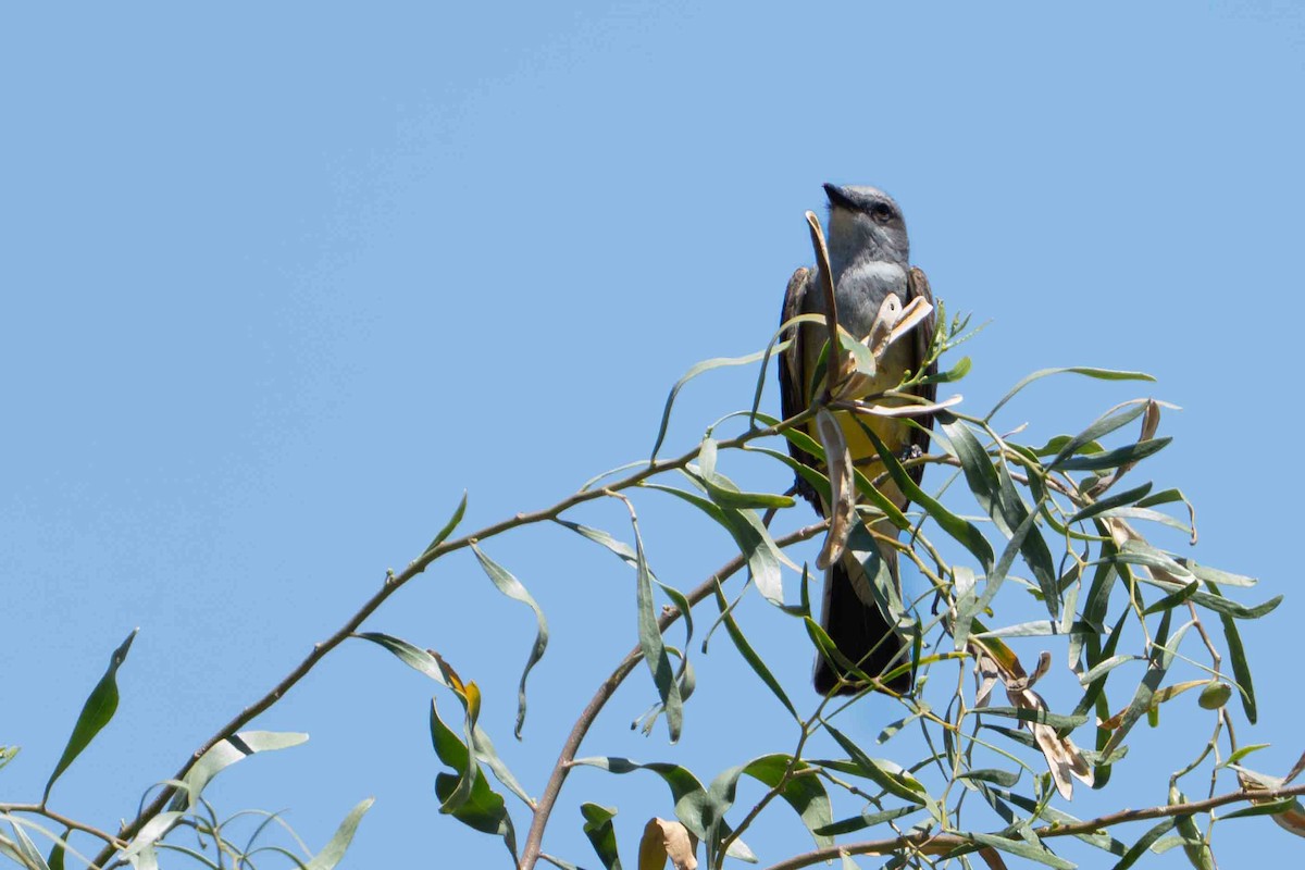 Western Kingbird - ML636526339
