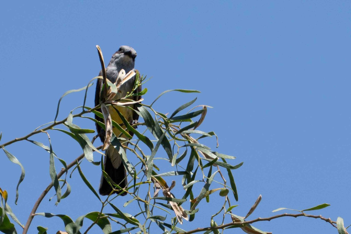 Western Kingbird - ML636526340