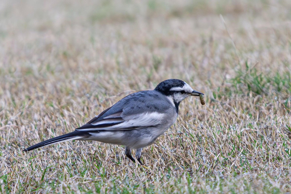 White Wagtail (Black-backed) - ML636526344