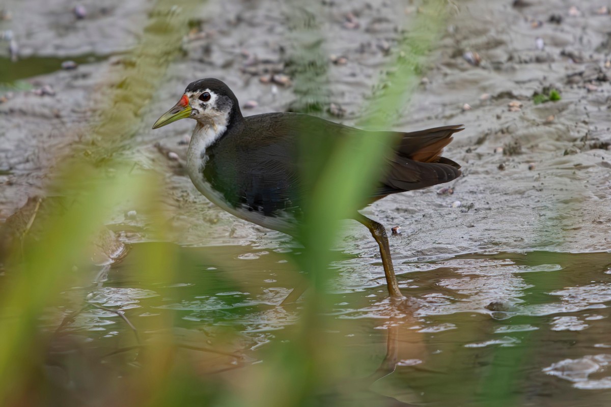 White-breasted Waterhen - ML636526431