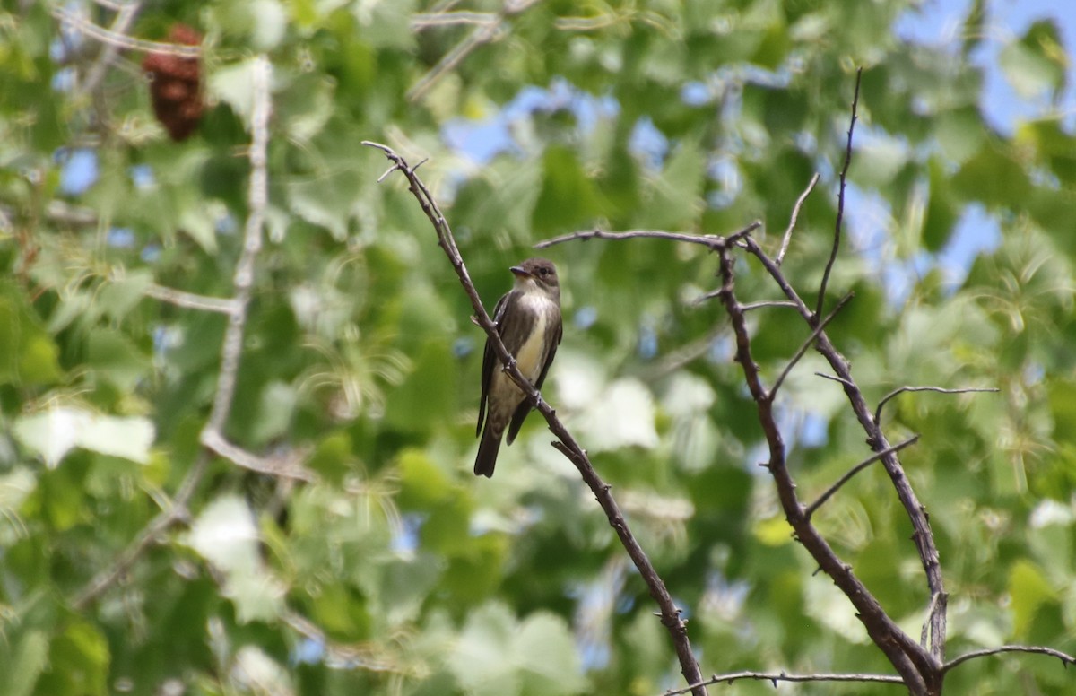 Olive-sided Flycatcher - ML636526462