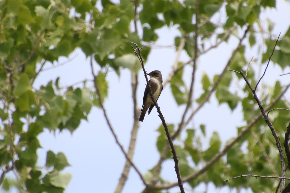 Olive-sided Flycatcher - ML636526551