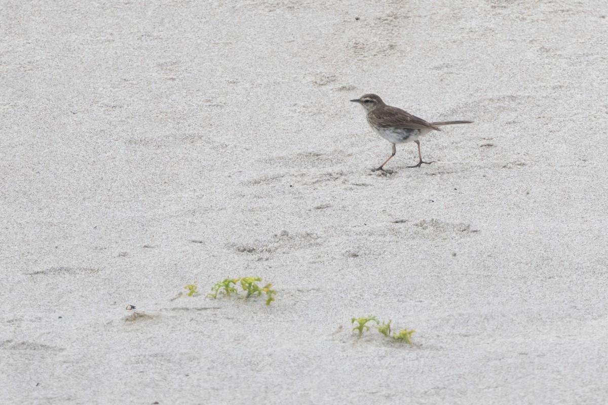 New Zealand Pipit - ML636526589