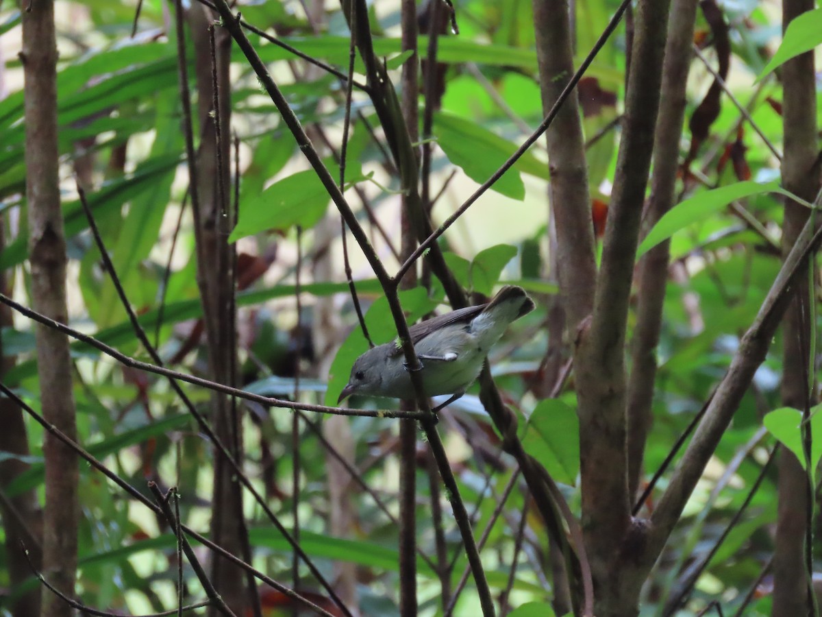 květozob křivozobý - ML636526635