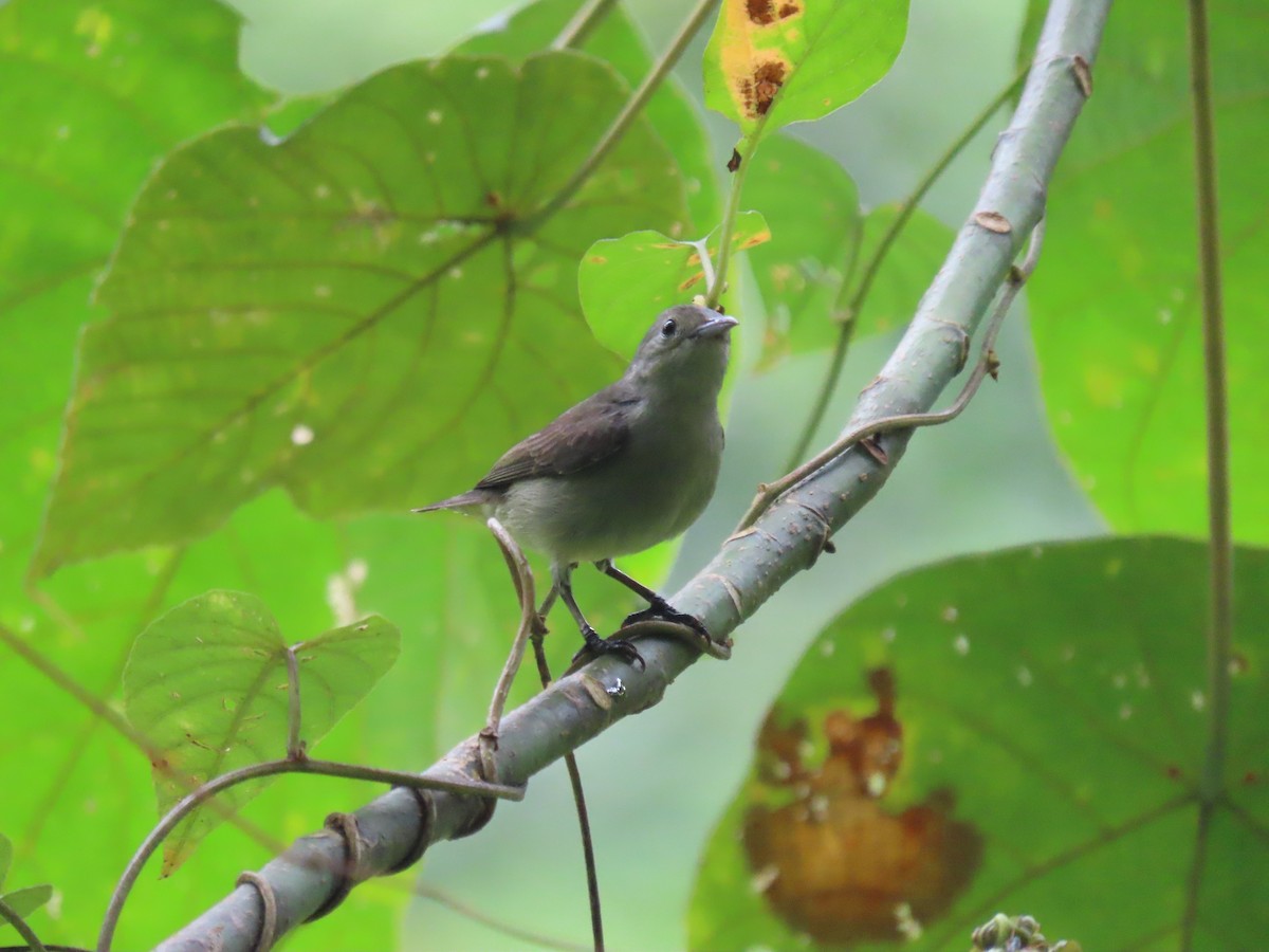 květozob křivozobý - ML636526650