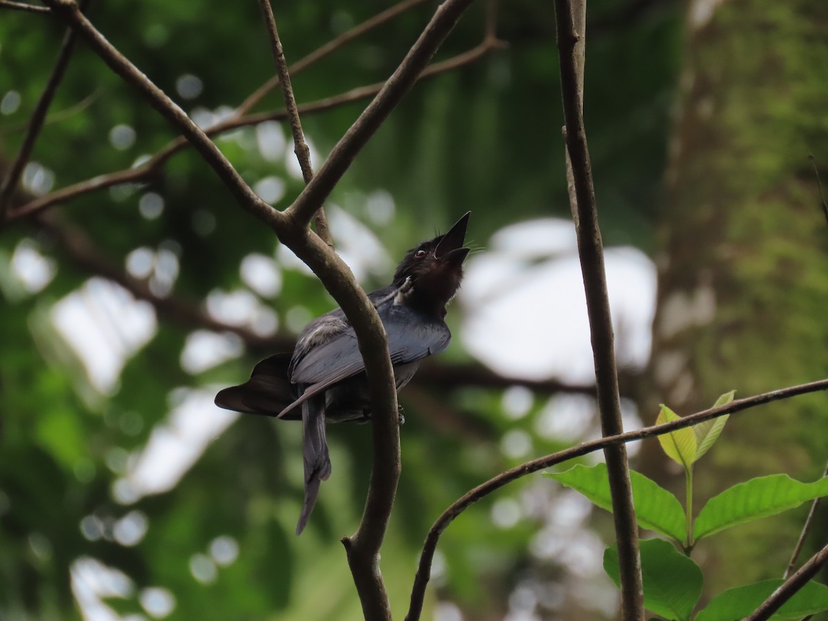 drongo šedobřichý - ML636526686