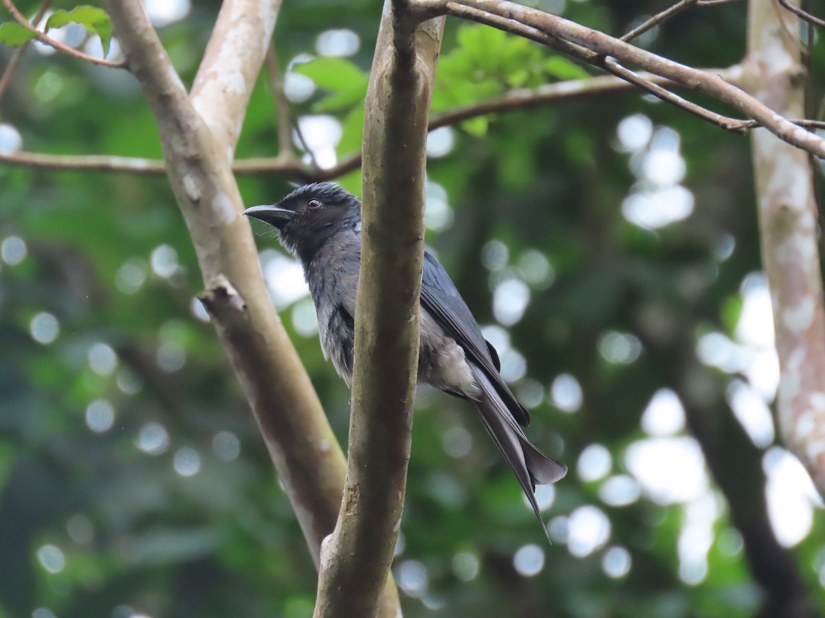 drongo šedobřichý - ML636526695