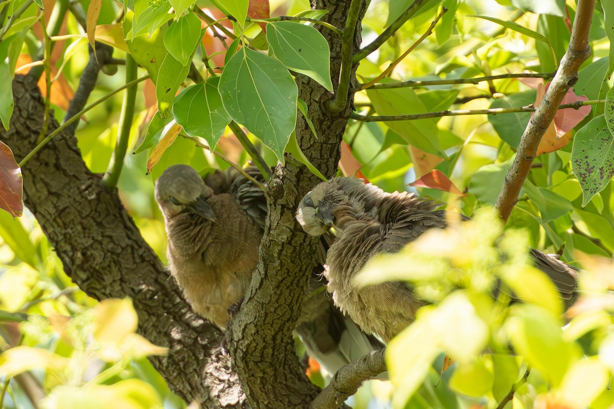 Spotted Dove - ML636526699