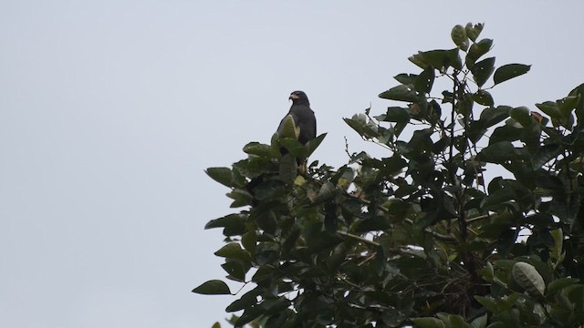 Snail Kite - ML636526725