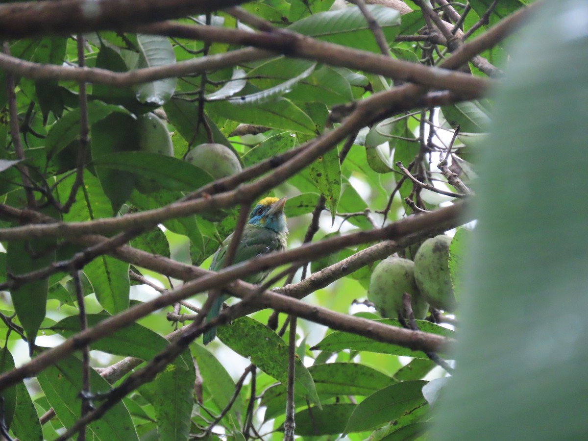 barbet žlutočelý - ML636526732