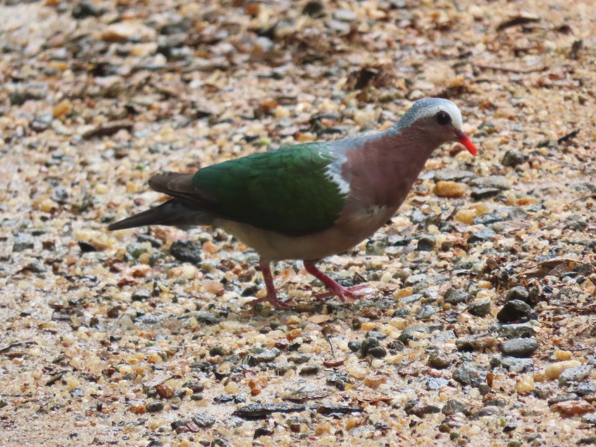 holub zelenokřídlý - ML636526787