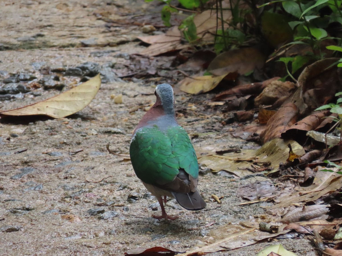 holub zelenokřídlý - ML636526790