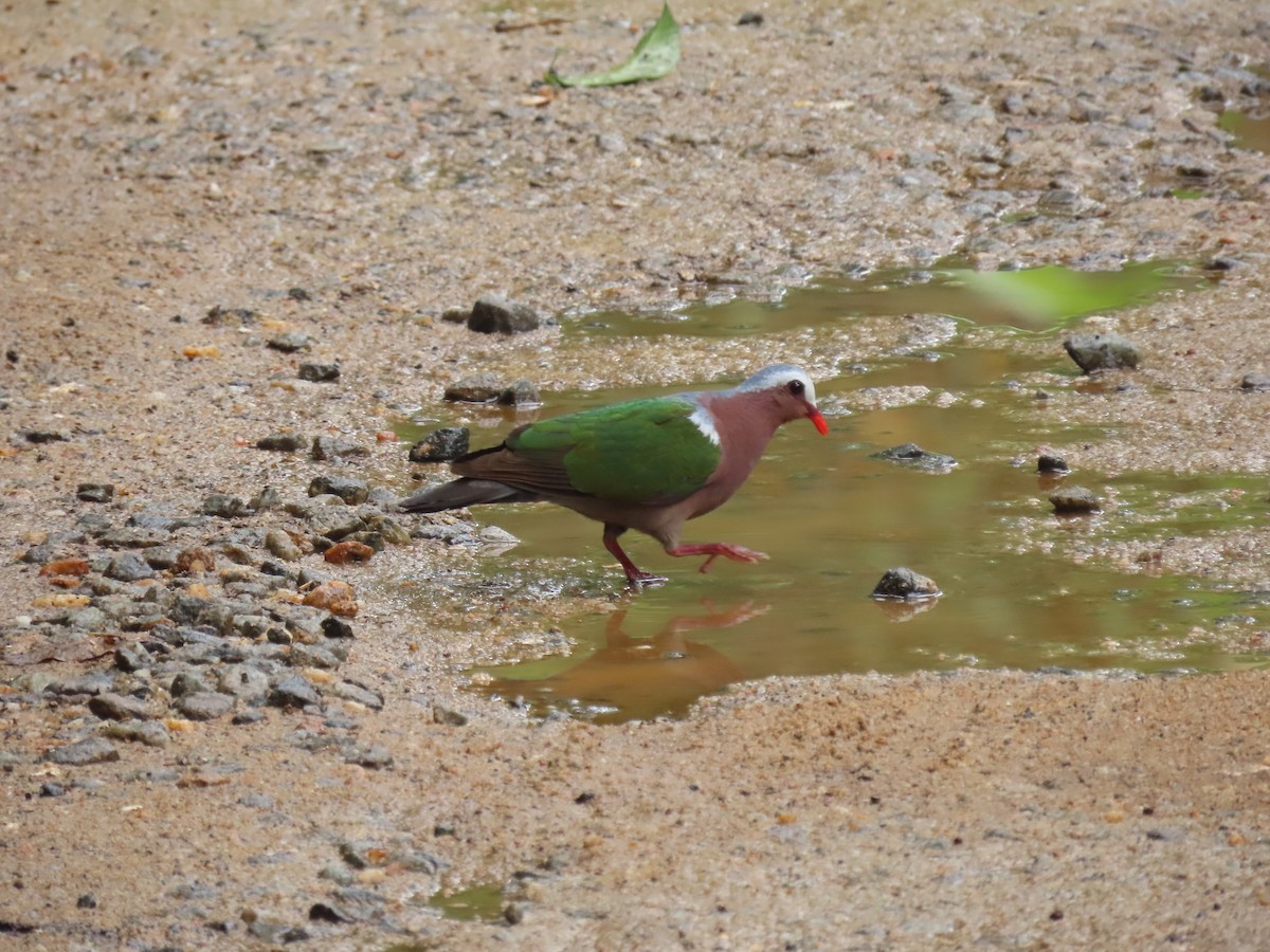 holub zelenokřídlý - ML636526808
