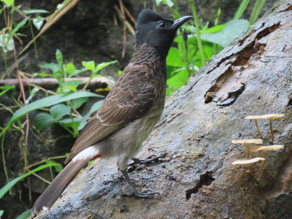 bulbul šupinkový - ML636526848