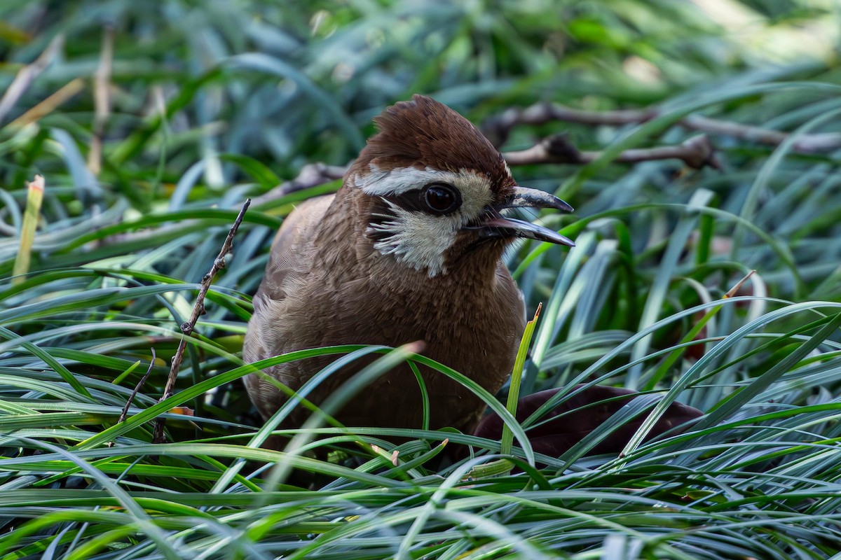 White-browed Laughingthrush - ML636526905