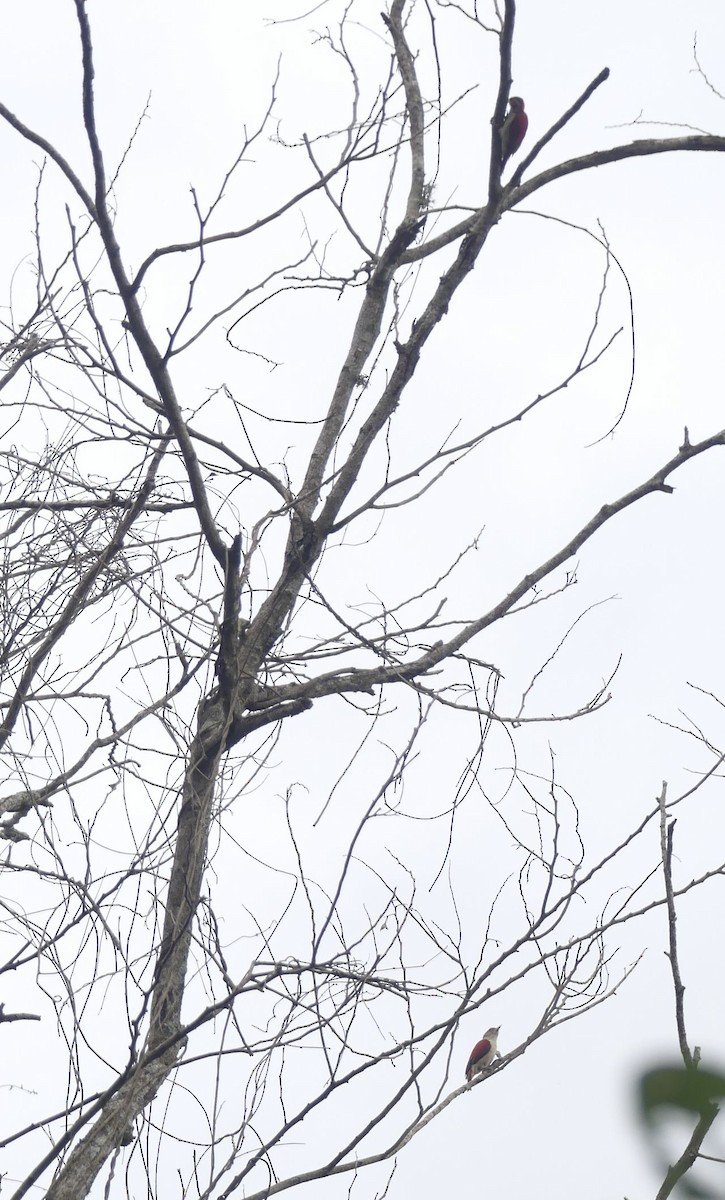 Scarlet-backed Woodpecker - ML636526948