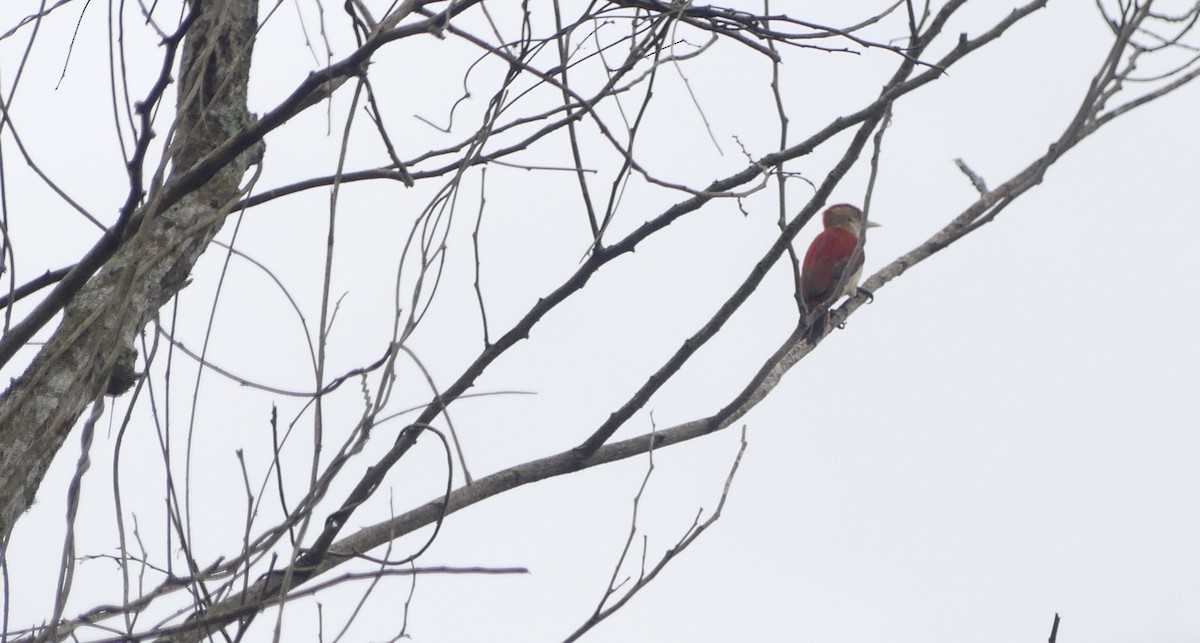 Scarlet-backed Woodpecker - ML636526949
