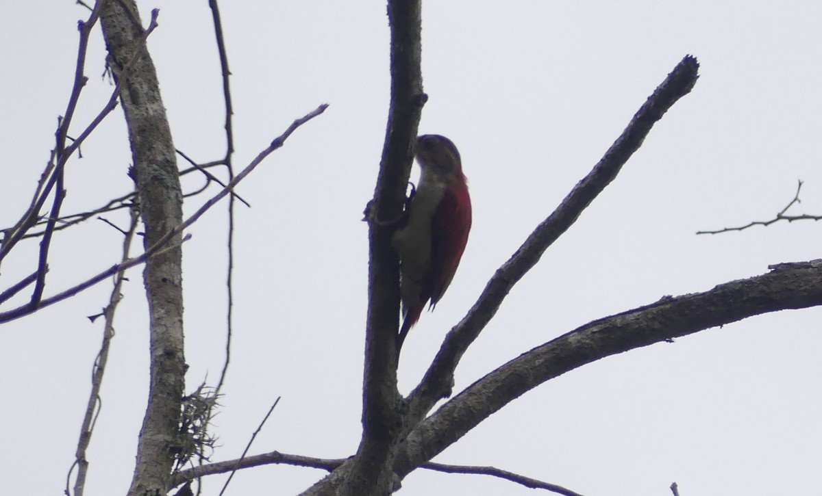 Scarlet-backed Woodpecker - ML636526950