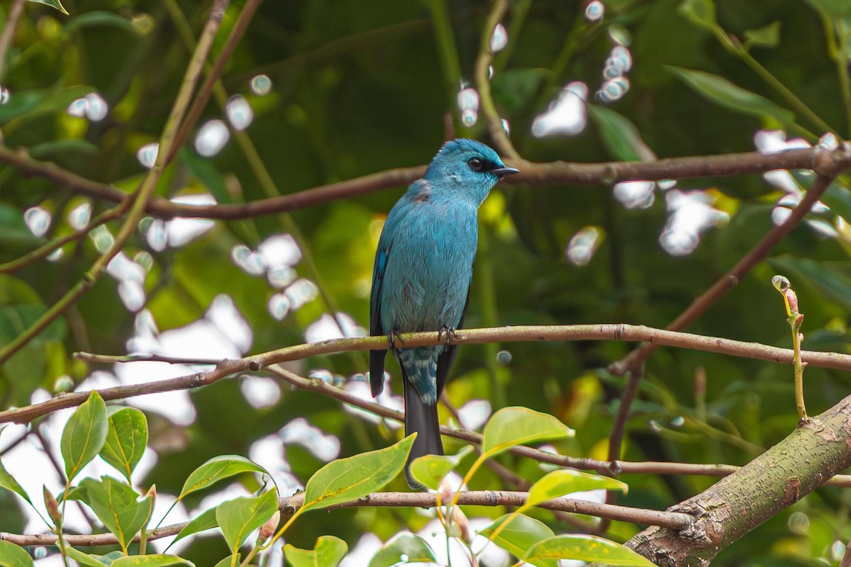 Verditer Flycatcher - ML636526962