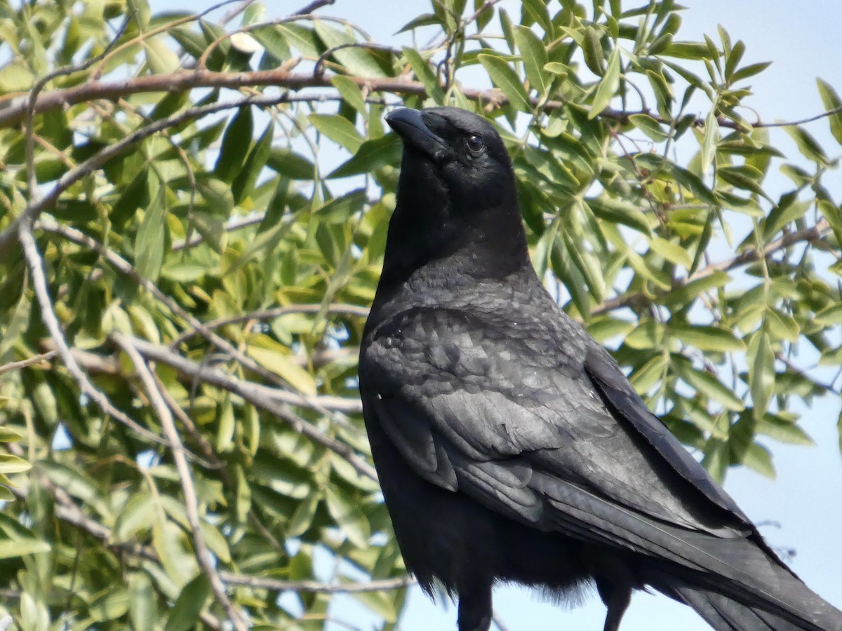 American Crow - ML636526990