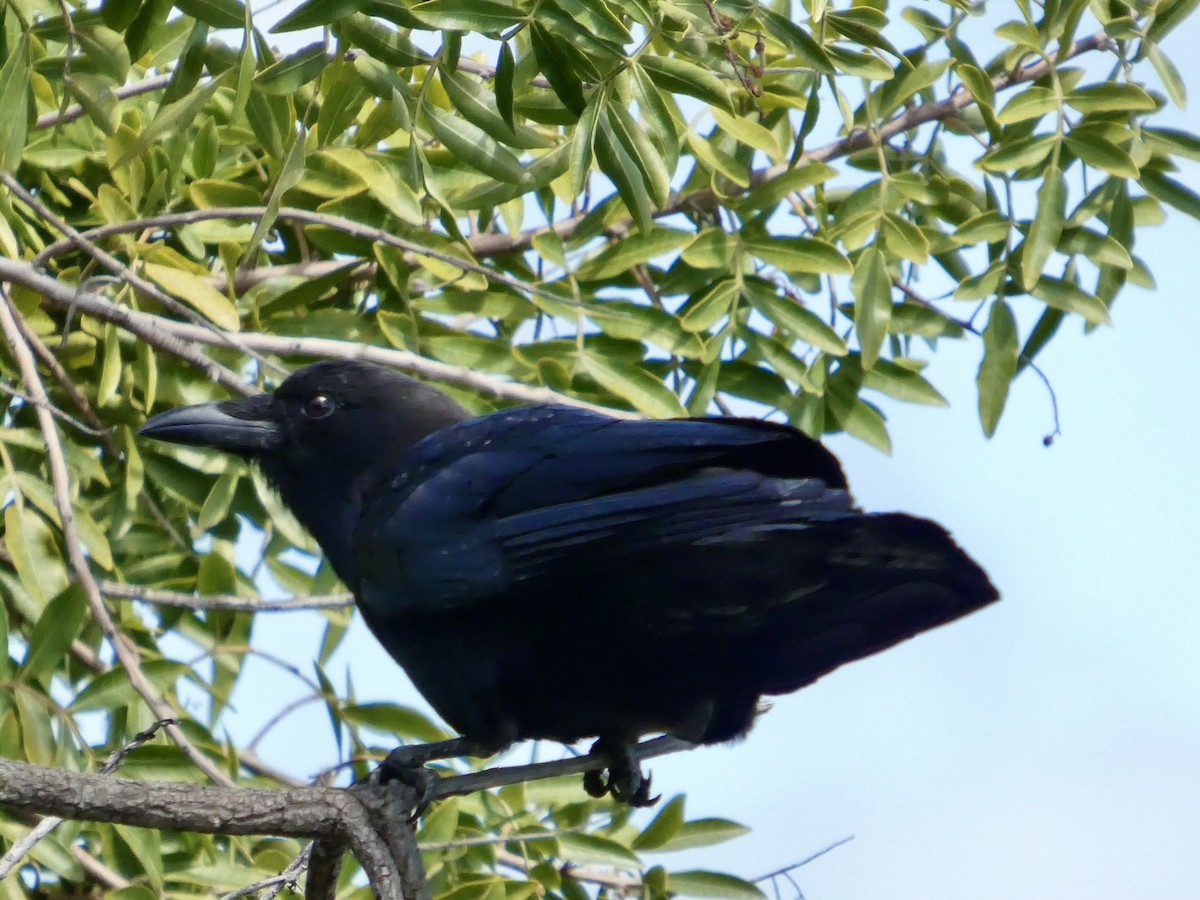 American Crow - ML636526991