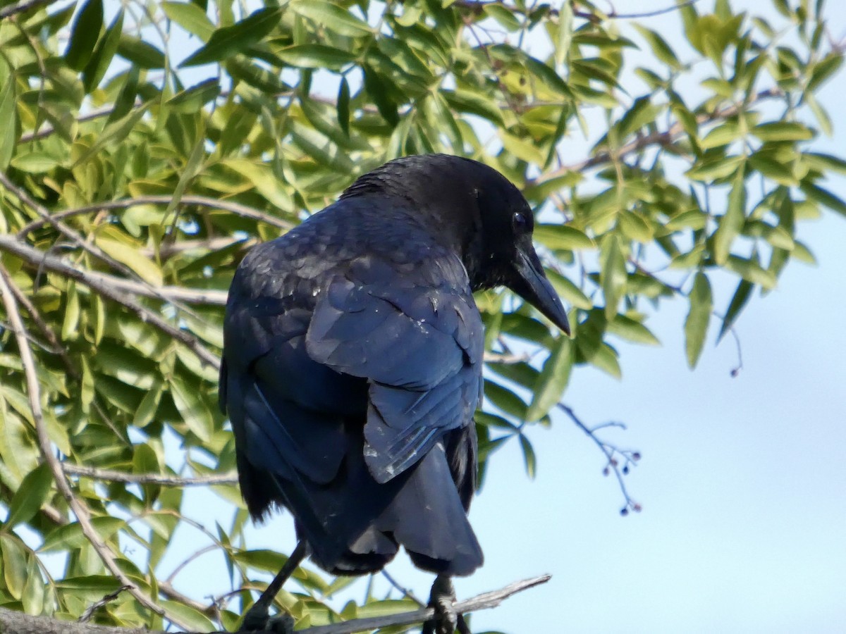American Crow - ML636526992